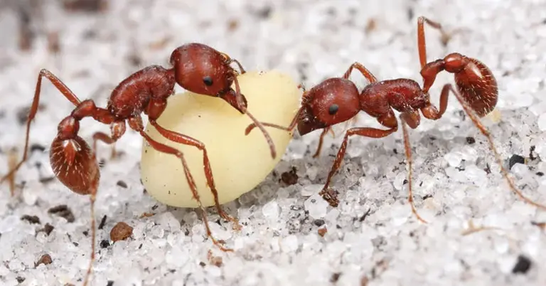 জায়ান্ট হারভেস্টার অ্যান্ট